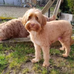 Australian Labradoodle (kleur: gember)