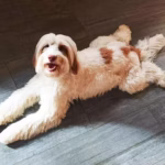 Australian Labradoodle (kleur: wit)