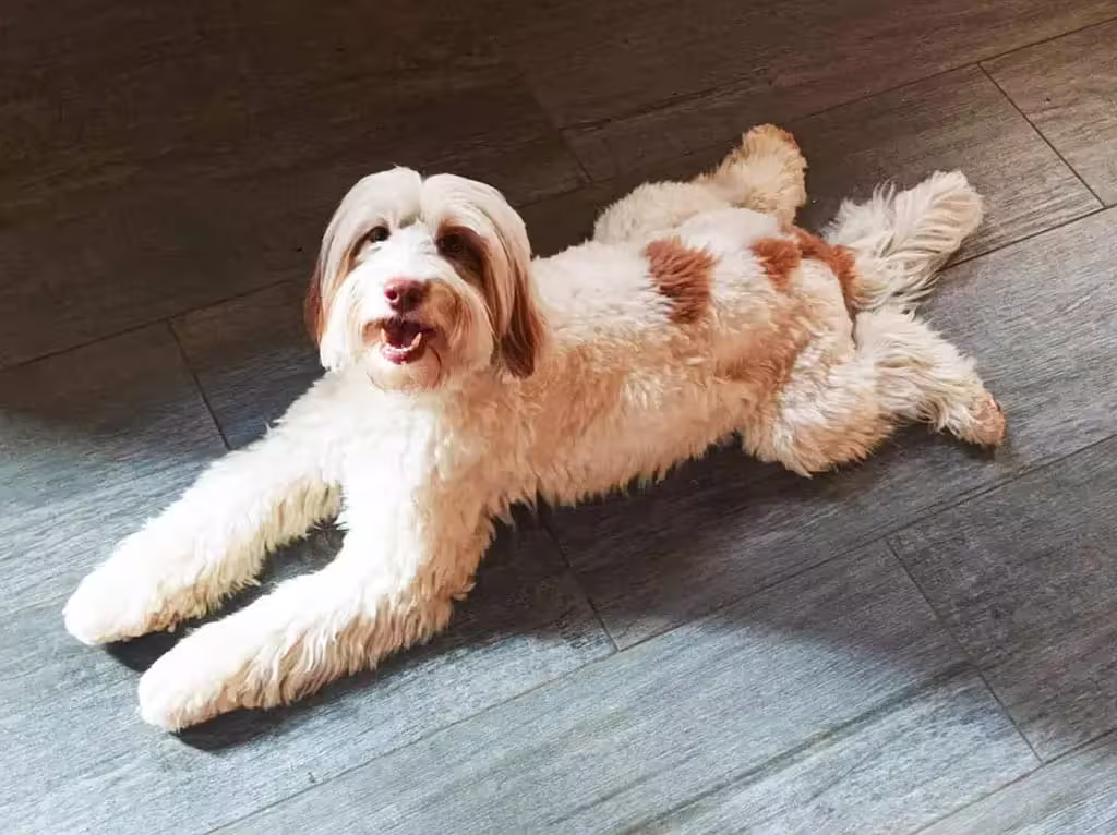 Australian Labradoodle (kleur: wit)