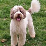 Australian Labradoodle (kleur: wit)