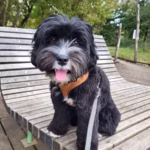 Australian Labradoodle
