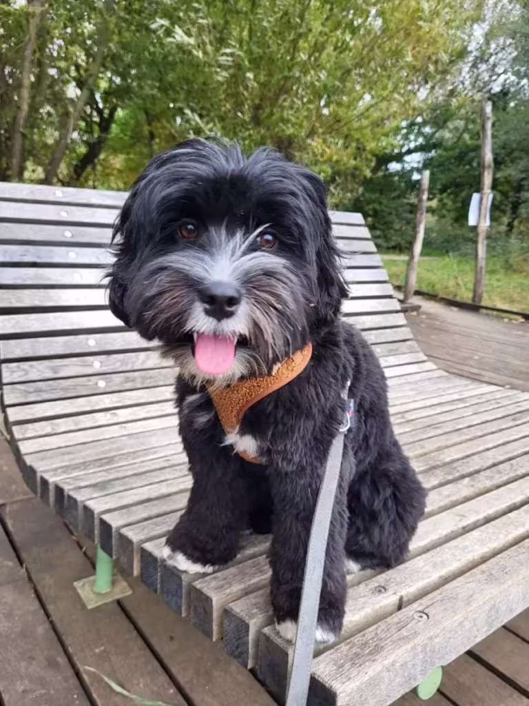 Australian Labradoodle (kleur: zwart)