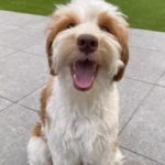 Australian Labradoodle (kleur: wit)