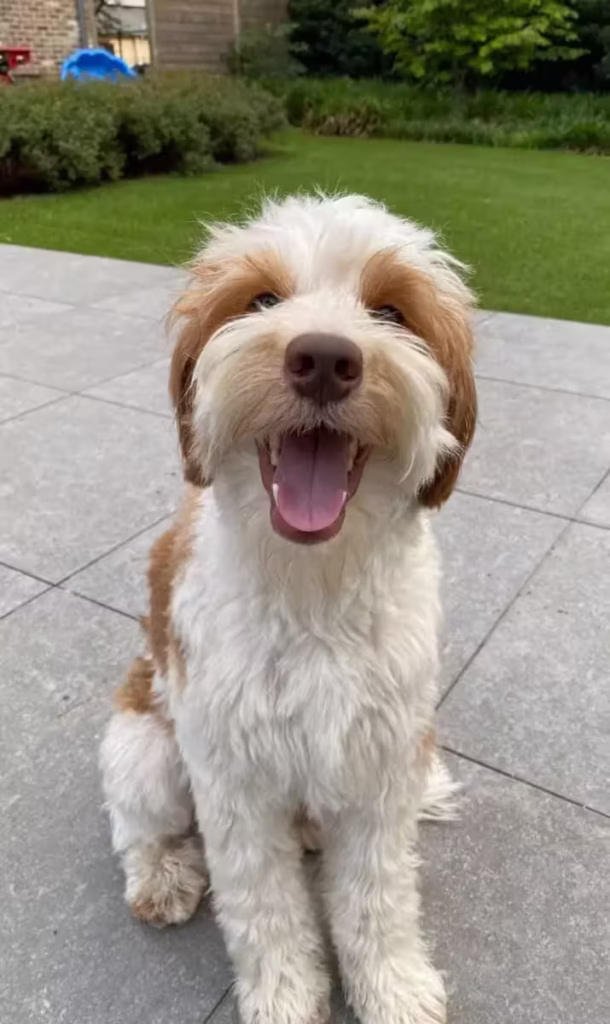 Australian Labradoodle (kleur: wit)