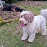 Australian Labradoodle