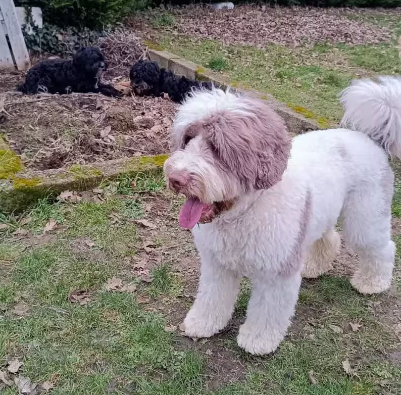 Australian Labradoodle