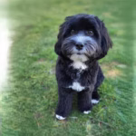 Australian Labradoodle