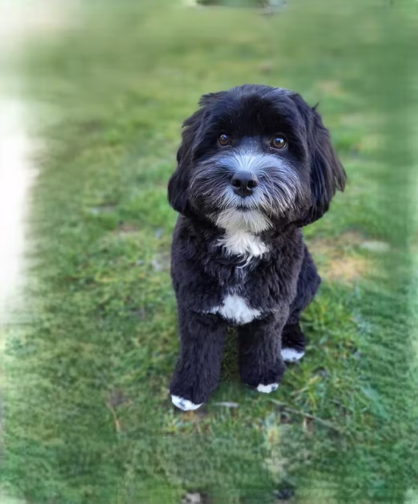 Australian Labradoodle