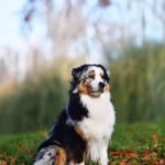 Australische herder