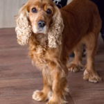 Cocker Spaniël