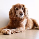 Cocker Spaniël