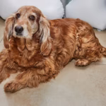 Cocker Spaniël