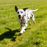 Dalmatiër
