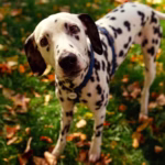 Dalmatiër