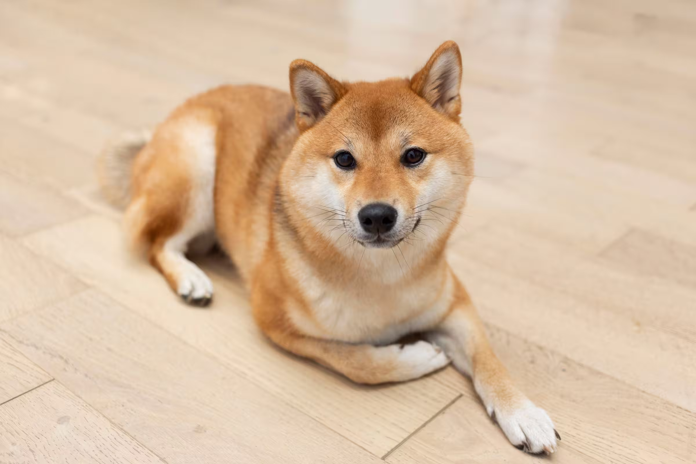 Shiba Inu hondenras