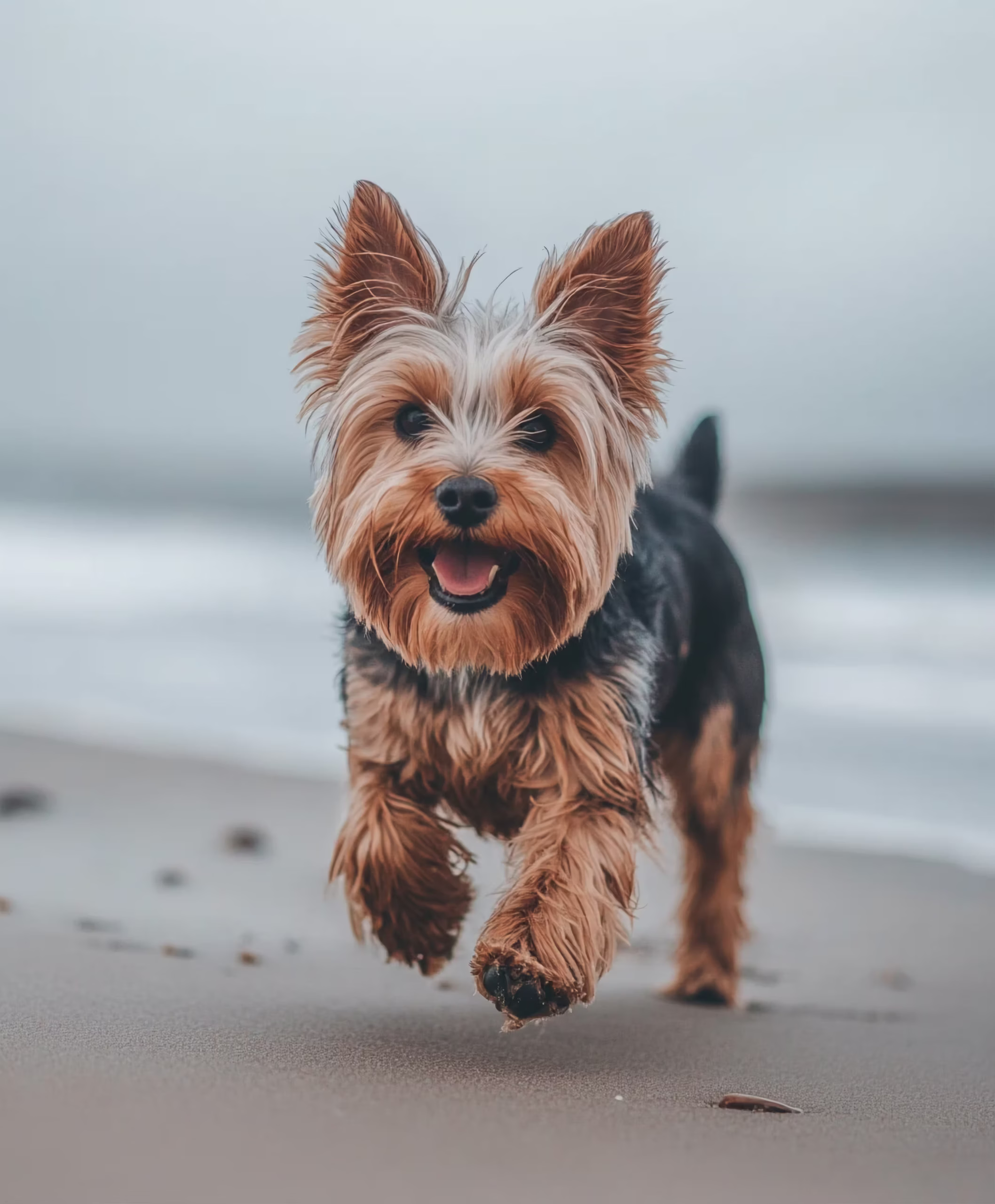 Yorkshire Terrier hondenras