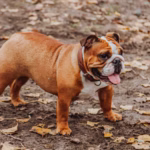 Bulldog