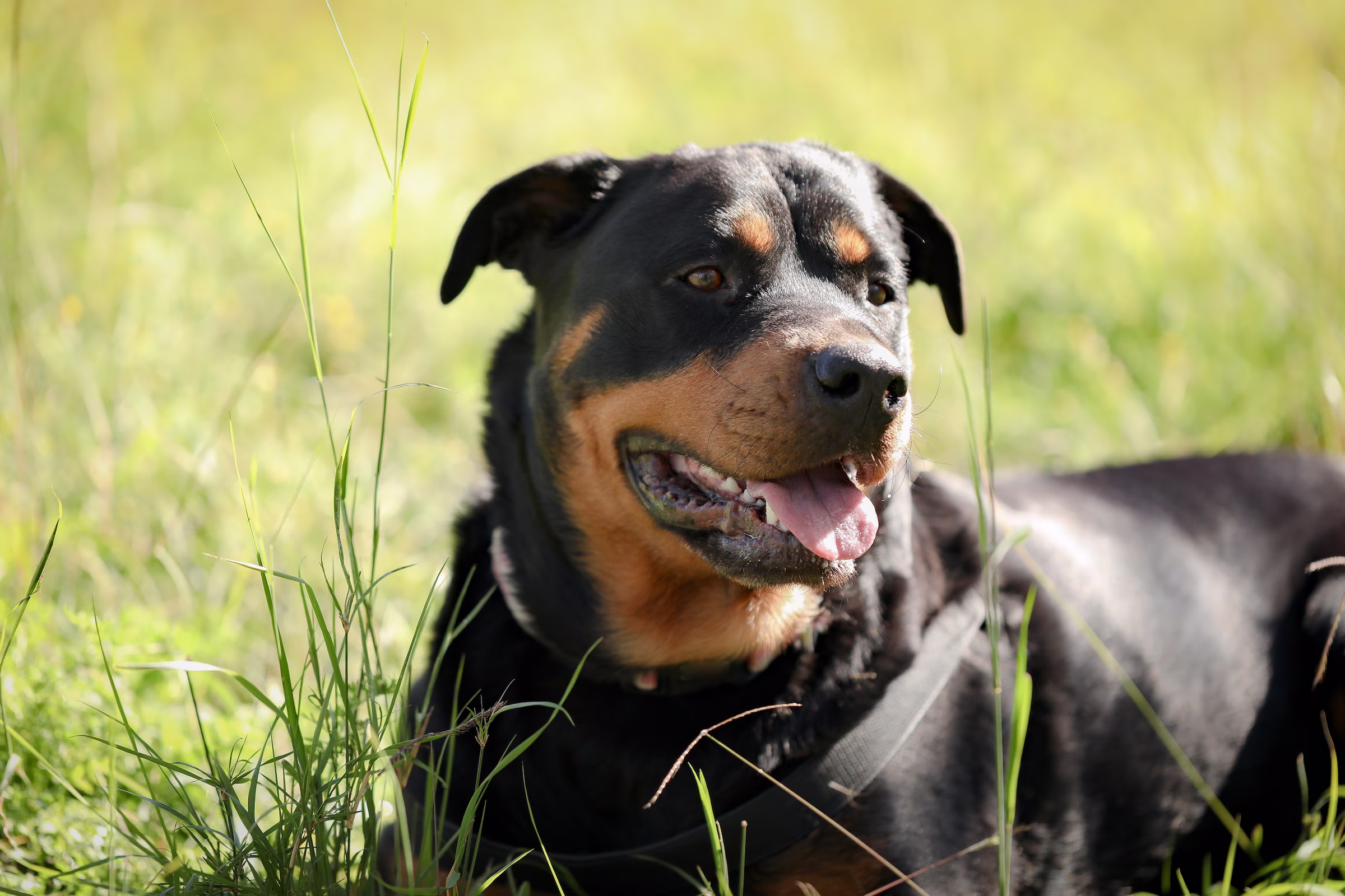 rottweiler hondenras