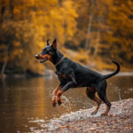 Dobermann