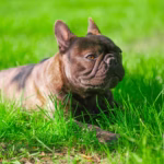 Franse Bulldog