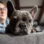 Franse Bulldog