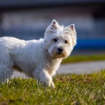 Maltezer