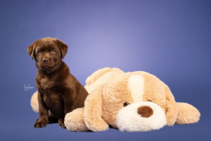 Labradors de la finca Canifica