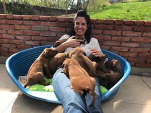 Villagedogs Rhodesian Ridgebacks