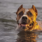 American Staffordshire Terrier