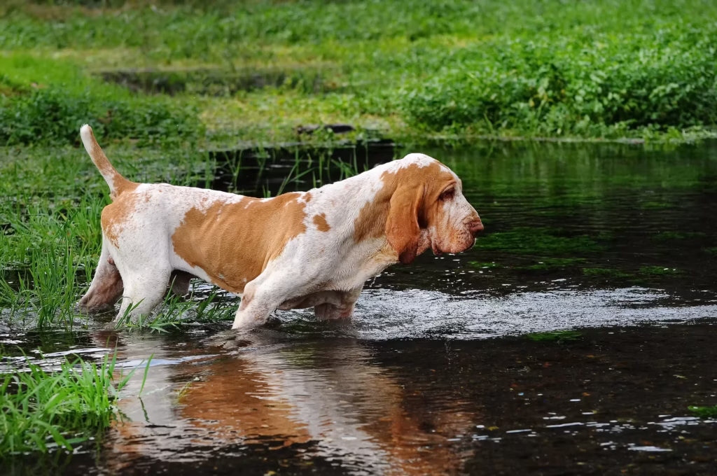 Basset Hound hondenras