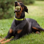 Beauceron