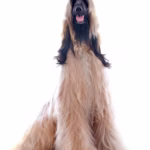Afghan Hound