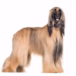 Afghan Hound