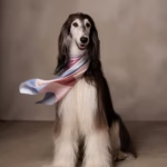 Afghan Hound