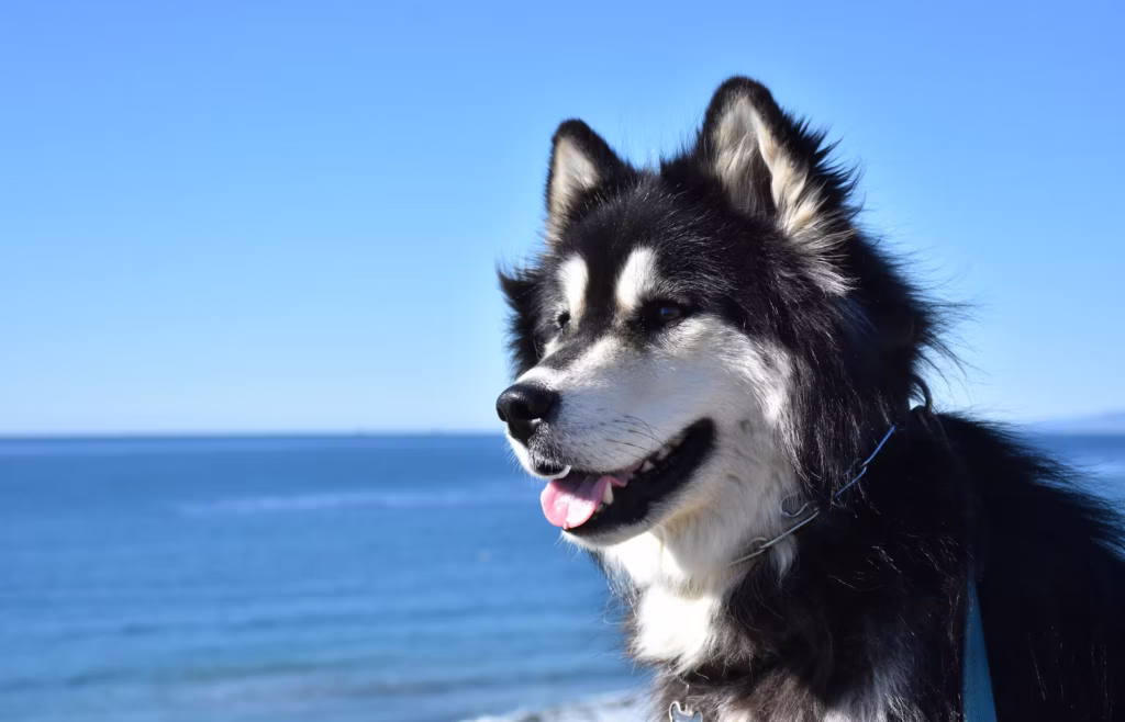 Alaskan Malamute hondenras