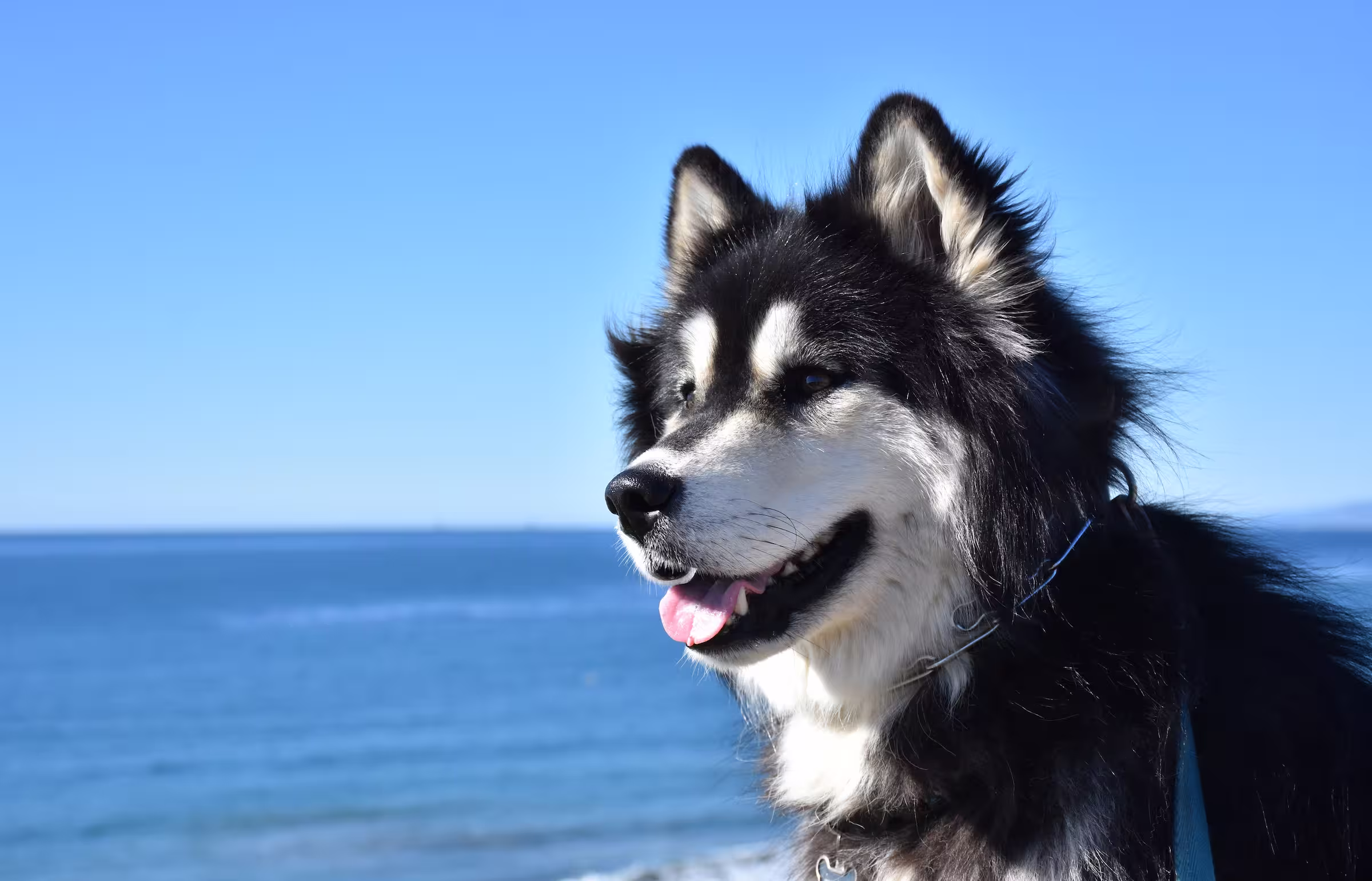 Alaskan Malamute hondenras