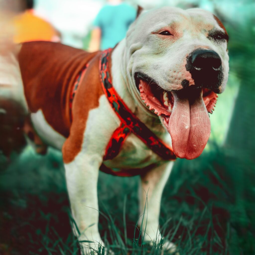 American Staffordshire Terrier
