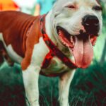 Foto: American staffordshire terrier