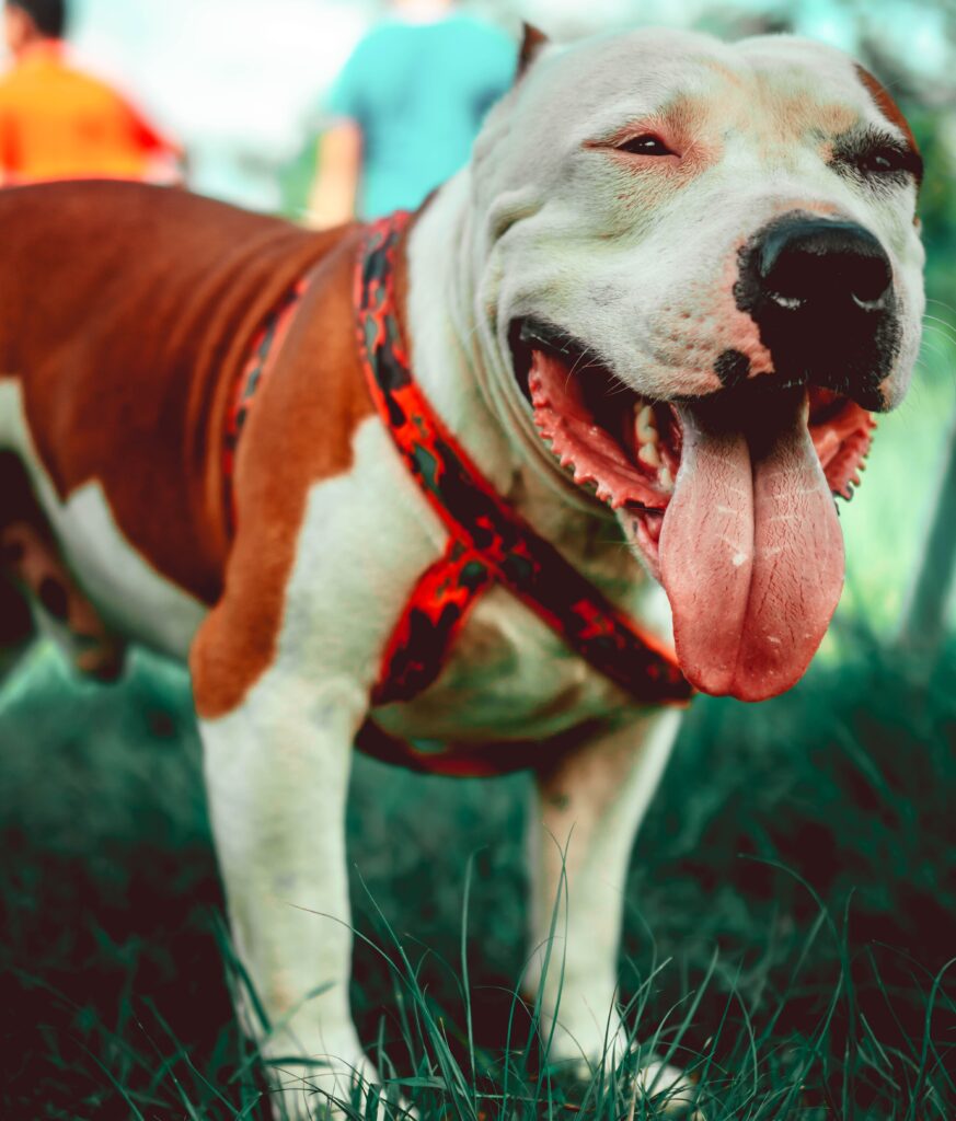 Foto: American staffordshire terrier
