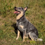 Australian Cattle Dog