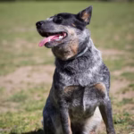 Australian Cattle Dog