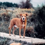 Rhodesian Ridgeback