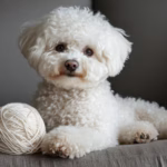 Bichon Frisé