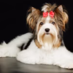 Biewer Terrier