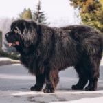 Newfoundlander