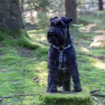 Kerry Blue Terrier