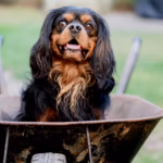 Cavalier King Charles Spaniël