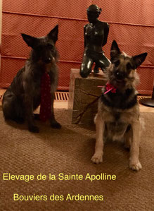 Bouvier des Ardennes