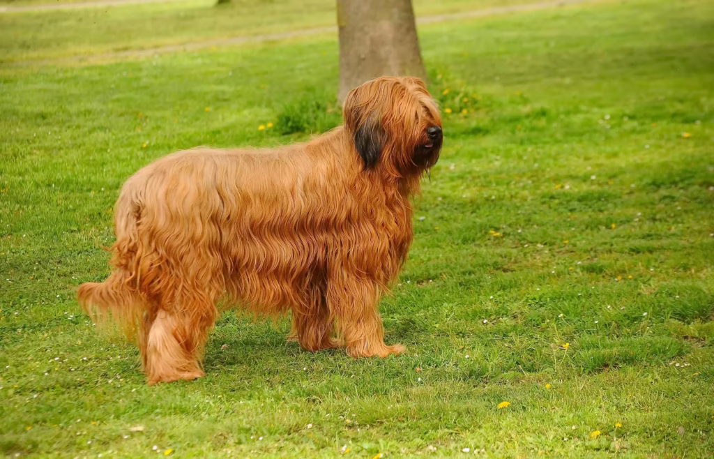 Briard hondenras