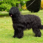 Briard